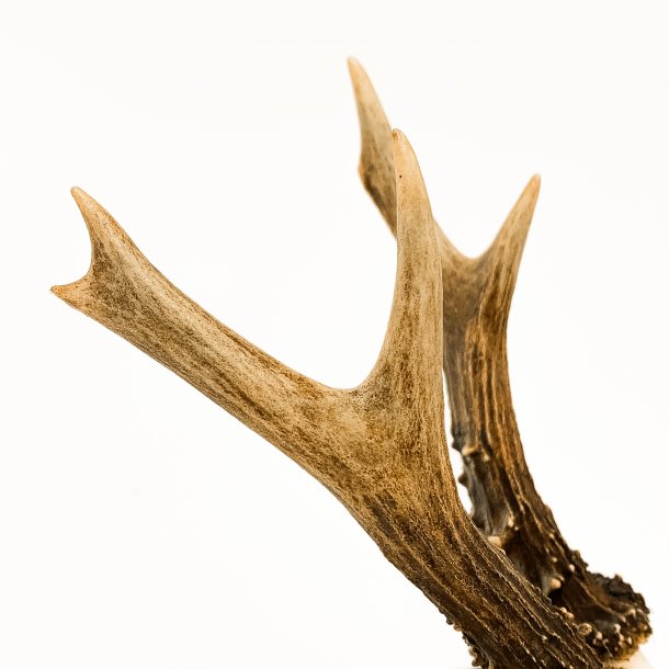 Trophe eines Rehbocks mit ungeraden 6-Enden.