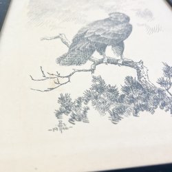 Rovfugl tegning Leif Ragn-Jensen 1946