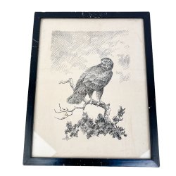 Rovfugl tegning Leif Ragn-Jensen 1946