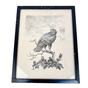 Rovfugl tegning Leif Ragn-Jensen 1946