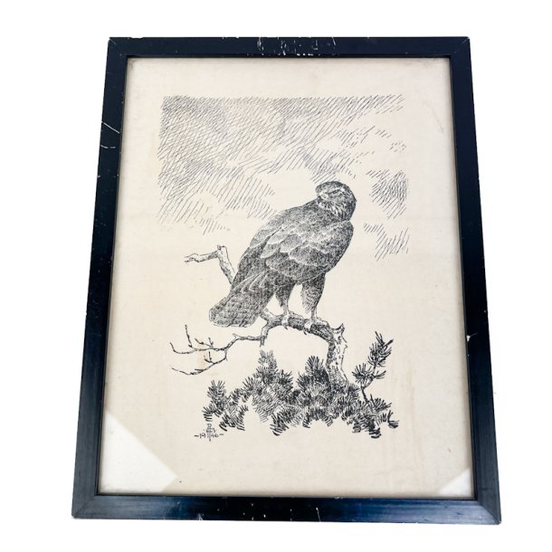 Rovfugl tegning Leif Ragn-Jensen 1946