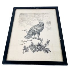 Rovfugl tegning Leif Ragn-Jensen 1946
