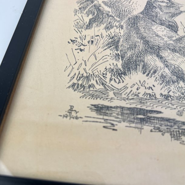 Hjort tegning Leif Ragn-Jensen 1946