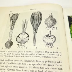 Vintage biologibog fra 1961