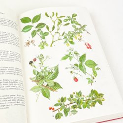 Lademanns Naturf�rer Dyr og v�kster