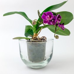  Retro-Blumentopfverstecke aus klarem Glas