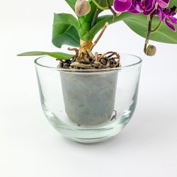  Retro-Blumentopfverstecke aus klarem Glas