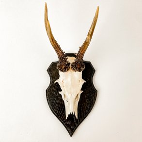 Trophe eines Rehbocks mit ungeraden 6-Enden.