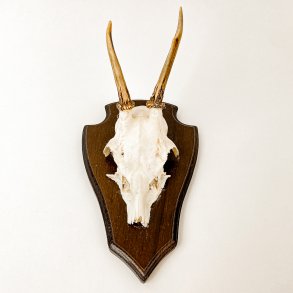 Trophe eines Rehbocks.